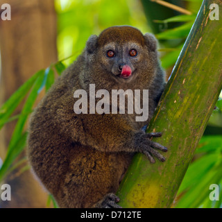 Hapalémur doré (hapalemur aureus) dans la forêt de bambou, réserve spéciale, Madagascar Banque D'Images