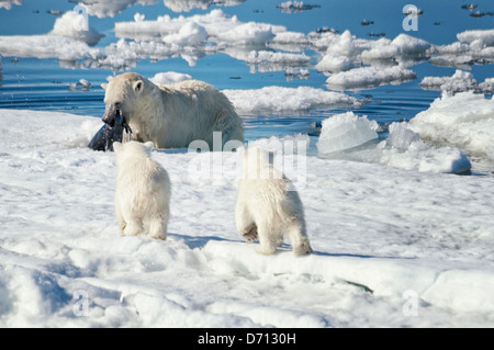 # 4 d'une série de dix images d'une mère Ours blanc, Ursus maritimus, traquant un sceau pour nourrir ses petits, Svalbard, Norvège. Recherche 'PBHunt' pour voir tout. Banque D'Images