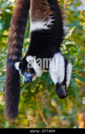 Noir et blanc la gélinotte lemur (Le Varecia variegata), Madagascar Banque D'Images