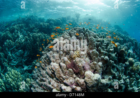 Goldies mer piscine sur un récif dans la mer Rouge en Egypte. Banque D'Images