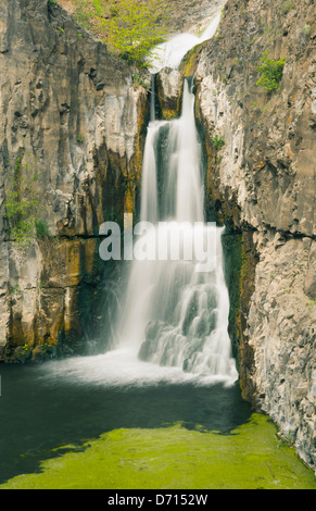 Cascade du désert, McCartney Creek, Nature Conservancy Préserver, Moïse Coulee, avril Washington Banque D'Images