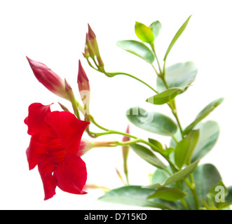 Mandevilla dipladenia (rouge), isolé sur blanc Banque D'Images