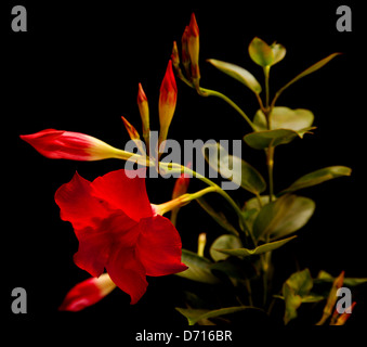 Mandevilla dipladenia (rouge), isolé sur fond noir Banque D'Images