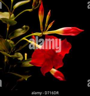 Mandevilla dipladenia (rouge), isolé sur fond noir Banque D'Images