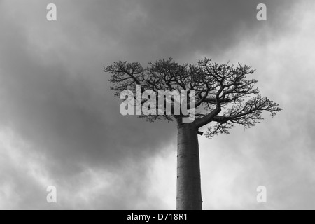 Baobab (Adansonia) dans la brume, Morondava, Madagascar Banque D'Images