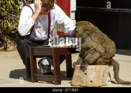 Monkey jouer aux échecs avec un homme Banque D'Images