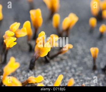 Plan Macro Sur champignon jaune. Banque D'Images