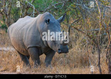 Les rhinocéros noirs, Afrique du Sud Banque D'Images