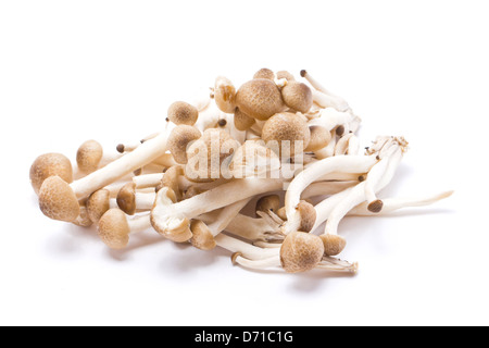 Brown Champignons hêtre isolé sur blanc. Banque D'Images