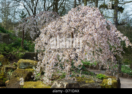 Prunus pendula Pendula rosea. Rosebud tombantes à Cherry Tree RHS Wisley Gardens, Angleterre Banque D'Images