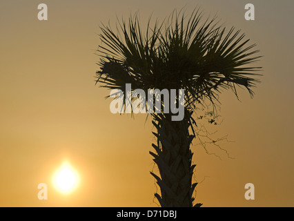 Un arbre palmetto se profile au coucher du soleil le long d'une plage près de Charleston, Caroline du Sud, États-Unis d'Amérique Banque D'Images