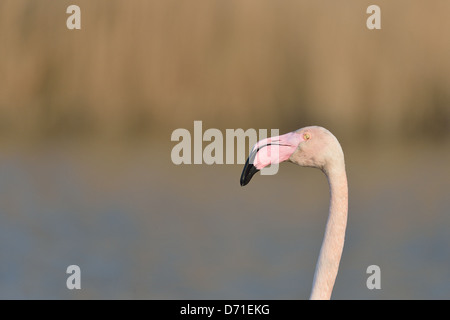 Flamant rose (Phoenicopterus roseus - Phoenicopterus ruber roseus) portrait - chef de détails Banque D'Images