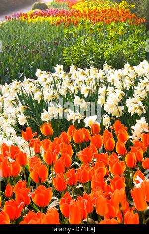 La floraison des tulipes et des jonquilles dans le parc au printemps Banque D'Images