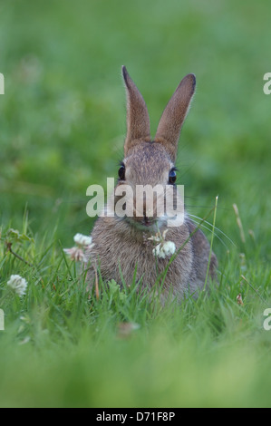 Lapin européen (Oryctogalus cuniculus) manger du trèfle fleur Banque D'Images