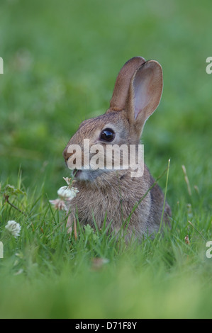 Lapin européen (Oryctogalus cuniculus) manger du trèfle fleur Banque D'Images