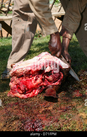 Les mains des Africains dépeçage d'un cow head sur l'herbe Banque D'Images