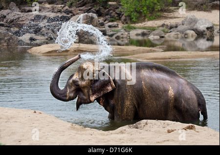 L'éléphant d'Asie, Elephas maximus,mahout,lavage, Madhya Pradesh, Inde Banque D'Images