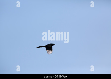 Magpie voler contre ciel bleu clair Banque D'Images