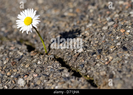 Daisy se développe par un couvercle d'asphalte Banque D'Images