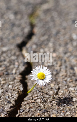 Daisy se développe par un couvercle d'asphalte Banque D'Images