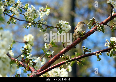 Sparrow est assis sur la branche d'un cerisier dans l'été Banque D'Images