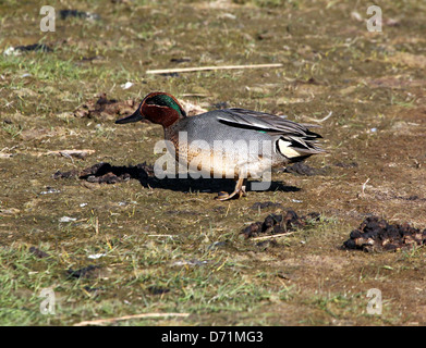 Mâle mature commun ou eurasienne Teal (Anas crecca) sur terre Banque D'Images