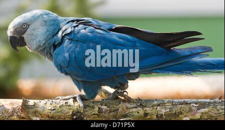 Un ara de Spix est représentée dans une volière de l'Organisation pour la conservation des espèces l'ACTP (Association pour la conservation des espèces menacées dans Schoeneiche perroquets), Allemagne, 26 avril 2013. L'ara de Spix est la plus rare des espèces de perroquets dans le monde entier. Deux des oiseaux ont été remis à la conservation de l'organisatin ICMBio brésilien en février 2013 avec l'espoir de rentrer les animaux à leur habitat naturel. Photo : PATRICK PLEUL Banque D'Images