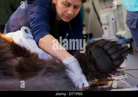 Stuer, Allemagne, 26 avril 2013. Un adjoint médical place une perfusion à la patte de 20 ans ours brun Siggi, peu avant l'ours a reçu les soins dentaires, à l'Baerenwald Mueritz (Lit. Forêt de l'ours) dans Stuer Mueritz, Allemagne, 26 avril 2013. La fondation de Hambourg "quatre pattes" est propriétaire d'une vaste enceinte depuis 2006, dans lequel 16 carnivoran les animaux vivent. Photo : Jens Buettner/DPA/Alamy Live News Banque D'Images