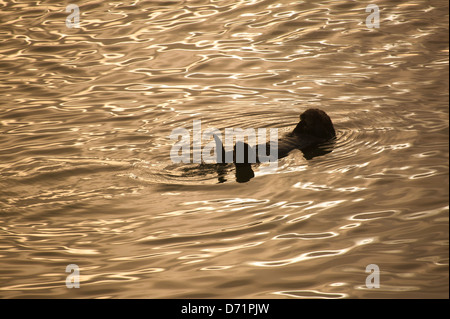 Loutre de mer, Enhydra lutris, au lever du soleil à Moss Landing, la côte du Pacifique, en Californie, aux États-Unis. Banque D'Images