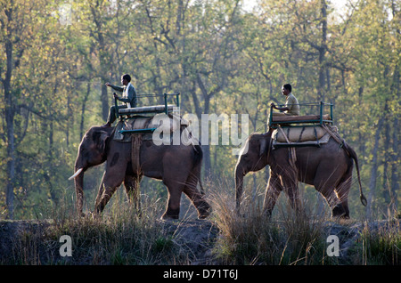 Les éléphants d'Asie, Elephas maximus,Travail,mahout,kanha Réserve de tigres,,Madhya Pradesh, Inde Banque D'Images