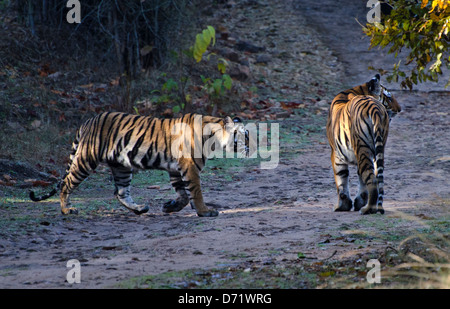 Deux grands tigres du Bengale royal rôdant le long d'une piste forestière Madhya Pradesh, Inde Banque D'Images