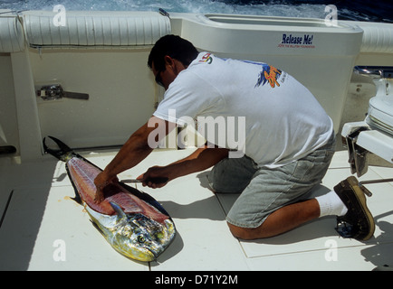 Nettoyage du poisson pêcheur adolphin aka dorado ou mahi-mahi (Coryphaena hippurus) capturé près de Cabo San Lucas Baja California au Mexique Banque D'Images