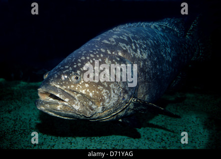 Goliath sous-marine (Epinephelus itajara) de Port Aransas Texas Banque D'Images