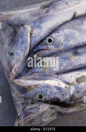 Les appâts congelés le sabre argenté utilisé pour l'offshore et la pêche en haute mer près de Port Aransas Texas Banque D'Images