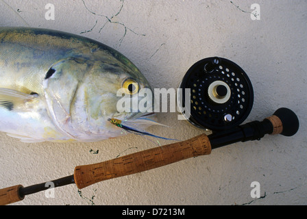 Un pêcheur de mouche avec un jack crevalle Caranx hippos () capturé près de Key West Florida Keys Banque D'Images