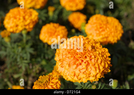 Fleurs jaunes Banque D'Images