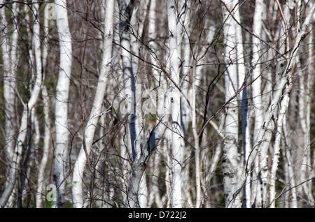 Un peuplement dense de à écorce blanche gaulis de bouleau à papier dans l'Acadia National Park, Maine, est encore de feuilles au début du printemps. Banque D'Images