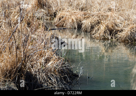 Herbes de marais de l'année dernière une ligne de flux lents au début du printemps, l'Acadia National Park, Maine. Banque D'Images