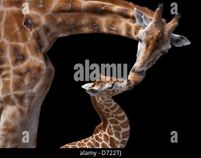 Girafe (Giraffa) camelopardarlis et parents kissing veau Banque D'Images