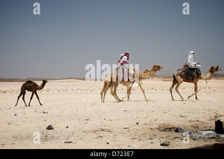 Chameau à travers le désert, Sinaï, Égypte Banque D'Images