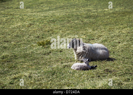 Mouton et agneau au repos dans des champs d'un jour de printemps. Banque D'Images
