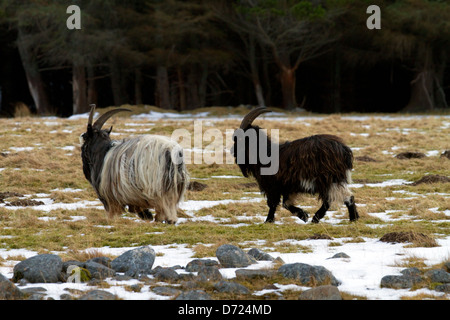 Les chèvres sauvages (Capra aegagrus hircus) Banque D'Images