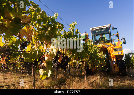 La lumière du soleil sur le raisin merlot machine d'être choisi pour l'excellent 2013 vintage. Gimblett, Hawkes Bay, Nouvelle-Zélande Banque D'Images