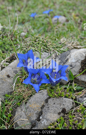 Gentiane : Gentiana acaulis trompette. Picos de Europa, au nord de l'Espagne. Banque D'Images