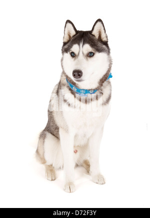 Husky de Sibérie isolé sur fond blanc Banque D'Images