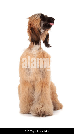 Lévrier Afghan (Sage Balochi, Ogará Afgan, Orientale, Greyhound Greyhound persan) Banque D'Images