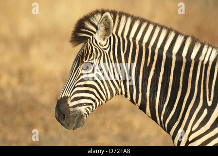 Homme le zèbre de Burchell (Equus burchellii) dans le parc national Kruger, Afrique du Sud Banque D'Images