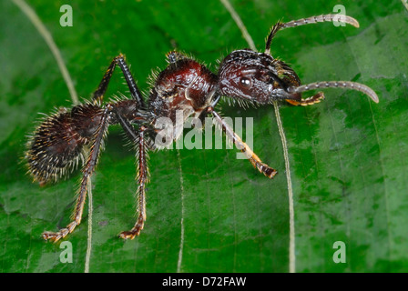 Balle énorme (Paraponera clavata) Ant au Costa Rica Rainforest Banque D'Images