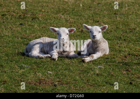 Deux agneaux de printemps fixant dans un champ à Fairfield, Romney Marsh, Kent Angleterre Banque D'Images