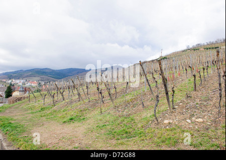 Trimbach Winery, Ribeauville Banque D'Images